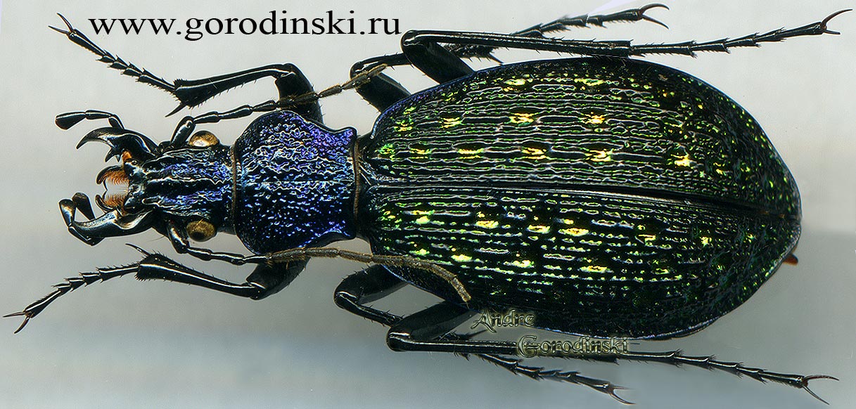 http://www.gorodinski.ru/carabus/Aristocarabus viridifossulatus aleatus.jpg